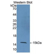 Western blot analysis of the recombinant protein.