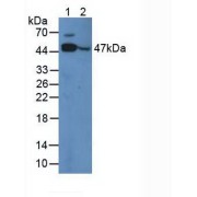 Western blot analysis of (1) Gallus Muscle Tissue and (2) Gallus Brain Tissue.