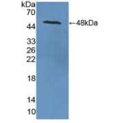 Western blot analysis of recombinant Rat NSE.