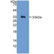 Western blot analysis of recombinant Rat GATA4.