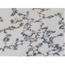 GATA Binding Protein 4 (GATA4) Antibody