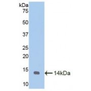 Western blot analysis of recombinant Goat MTNR1A.