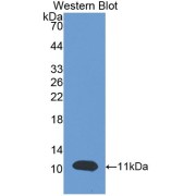 Western blot analysis of recombinant BNP.