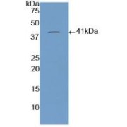 Western blot analysis of recombinant Pig BNP.