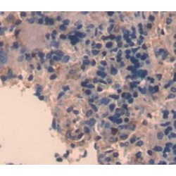 CD5 Antigen Like Protein (CD5L) Antibody