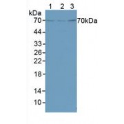 Western blot analysis of (1) Mouse Liver Tissue, (2) Rat Liver Tissue and (3) Human HeLa cells.