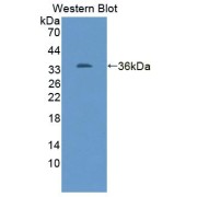 Western blot analysis of recombinant Rat KIM1.