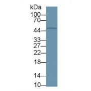 Western blot analysis of Mouse RAW264.7 cell lysate, using Dog Kim1 Antibody (1 µg/ml) and HRP-conjugated Goat Anti-Rabbit antibody (<a href="https://www.abbexa.com/index.php?route=product/search&amp;search=abx400043" target="_blank">abx400043</a>, 0.2 µg/ml).