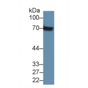 Western blot analysis of Mouse Kidney lysate, using Mouse a2PI Antibody (2 µg/ml) and HRP-conjugated Goat Anti-Rabbit antibody (<a href="https://www.abbexa.com/index.php?route=product/search&amp;search=abx400043" target="_blank">abx400043</a>, 0.2 µg/ml).