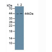 Western blot analysis of (1) Mouse Brain Tissue and (2) Mouse Heart Tissue.