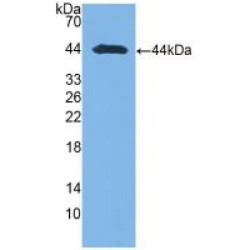 Aspartate Aminotransferase, Cytoplasmic (GOT1) Antibody