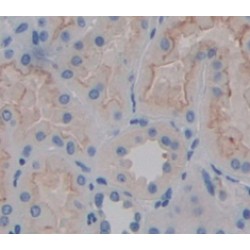 Calpain 1, Large Subunit (CAPN1) Antibody