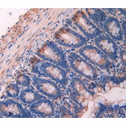 Calpain 1, Large Subunit (CAPN1) Antibody