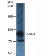 Western blot analysis of Human Liver Tissue.