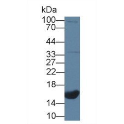 C-Type Natriuretic Peptide (NPPC) Antibody