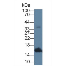 C-Type Natriuretic Peptide (NPPC) Antibody