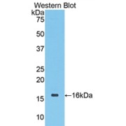 Western blot analysis of the recombinant protein.