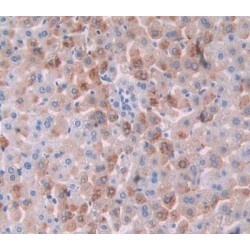 Cyclin Dependent Kinase 1 (CDK1) Antibody