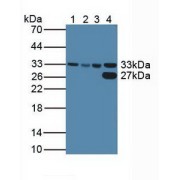 Western blot analysis of (1) Human HeLa cells, (2) Human HepG2 Cells, (3) Human K562 Cells and (4) Porcine Liver Tissue.