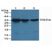 Western blot analysis of (1) Human HeLa cells, (2) Human Hepg2 Cells and (3) Human K-562 Cells.