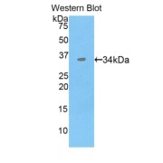 Western blot analysis of the recombinant protein.