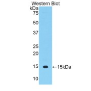 Western blot analysis of the recombinant protein.