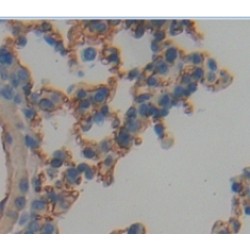 Thy-1 Membrane Glycoprotein (THY1) Antibody