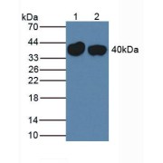 Western blot analysis of (1) Mouse Liver Tissue and (2) Rat Liver Tissue.