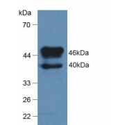 Western blot analysis of Rat Brain Tissue.