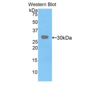 Western blot analysis of the recombinant protein.