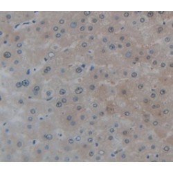 Vaccinia Related Kinase 1 (VRK1) Antibody