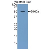 Western blot analysis of the recombinant protein.