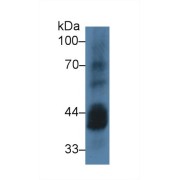 Western blot analysis of Mouse Testis lysate, using Human CSNK1a1 Antibody (3 µg/ml) and HRP-conjugated Goat Anti-Rabbit antibody (<a href="https://www.abbexa.com/index.php?route=product/search&amp;search=abx400043" target="_blank">abx400043</a>, 0.2 µg/ml).