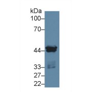 Western blot analysis of Human MCF7 cell lysate, using Rat CSNK1a1 Antibody (2 µg/ml) and HRP-conjugated Goat Anti-Rabbit antibody (<a href="https://www.abbexa.com/index.php?route=product/search&amp;search=abx400043" target="_blank">abx400043</a>, 0.2 µg/ml).