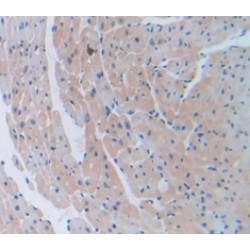 Collagen Type VI Alpha 1 (COL6A1) Antibody