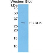 Western blot analysis of the recombinant protein.