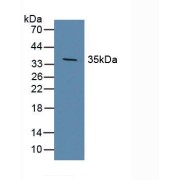 Western blot analysis of Pig Brain Tissue.