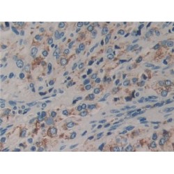 Dishevelled, Dsh Homolog 2 (DVL2) Antibody