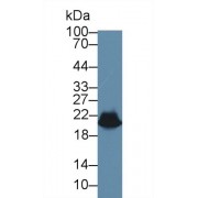 Western blot analysis of Rat Heart lysate, using Rat HSPb6 Antibody (1 µg/ml) and HRP-conjugated Goat Anti-Rabbit antibody (<a href="https://www.abbexa.com/index.php?route=product/search&amp;search=abx400043" target="_blank">abx400043</a>, 0.2 µg/ml).