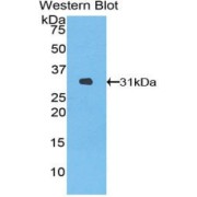 Western blot analysis of recombinant Human HO2 Protein.