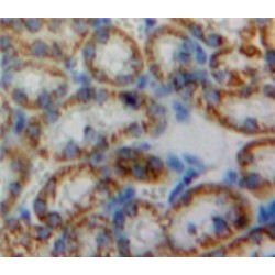 Heme Oxygenase 2, Decycling (HO2) Antibody