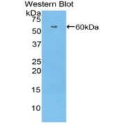 Western blot analysis of recombinant Human HRG Protein.