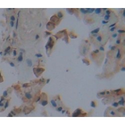 Indoleamine-2,3-Dioxygenase (IDO) Antibody