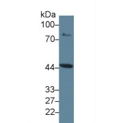 Western blot analysis of Rat Placenta lysate, using Rat IDO Antibody (2 µg/ml) and HRP-conjugated Goat Anti-Rabbit antibody (<a href="https://www.abbexa.com/index.php?route=product/search&amp;search=abx400043" target="_blank">abx400043</a>, 0.2 µg/ml).