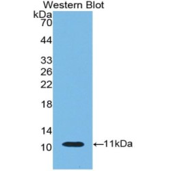 Indoleamine-2,3-Dioxygenase (IDO) Antibody