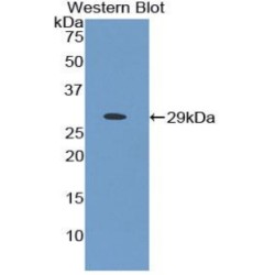 Peptidylprolyl Isomerase E / CYPE (PPIE) Antibody