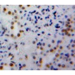 Peptidylprolyl Isomerase E / CYPE (PPIE) Antibody