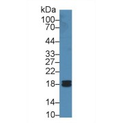 Western blot analysis of Human Liver lysate, using Human PPIF Antibody (2 µg/ml) and HRP-conjugated Goat Anti-Rabbit antibody (<a href="https://www.abbexa.com/index.php?route=product/search&amp;search=abx400043" target="_blank">abx400043</a>, 0.2 µg/ml).