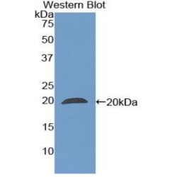 Peptidylprolyl Isomerase F / CYPF (PPIF) Antibody