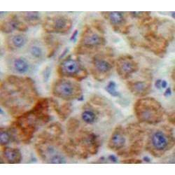 Peptidylprolyl Isomerase F / CYPF (PPIF) Antibody